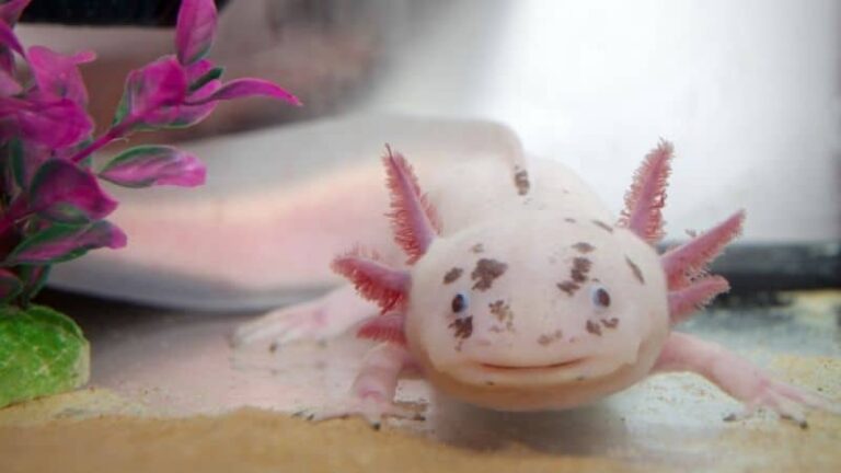 does-petco-sell-axolotls-in-2022-try-this-instead-wordxa