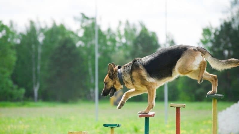 Dog Training Cost Petco
